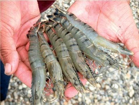 افزایش 10درصدی تولید میگو در شهرستان سیریک