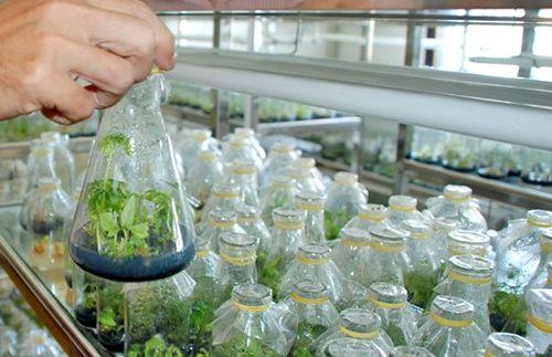 بنیاد مفاخر دانشمندان و پژوهشگران تحقیقات کشاورزی تاسیس می شود