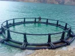 اعطای وام برای پروش ماهی در قفسهای دریایی