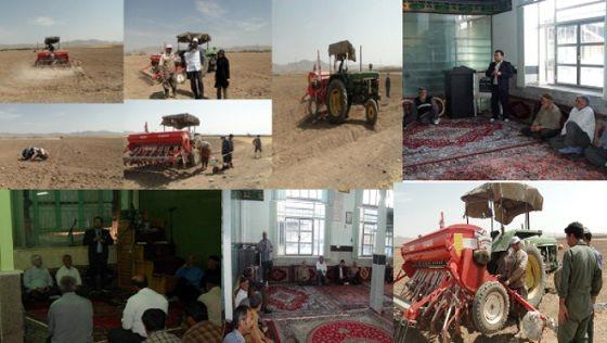 کشت کلزا در 150 هکتار از اراضی زراعی شهرستان خرم‌دره