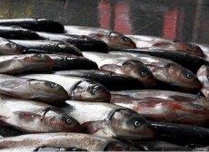 قرارداد 60 میلیارد ریالی طرح کلان فناوری قزلآلای عاری از بیماری خاص SPF به امضا رسید