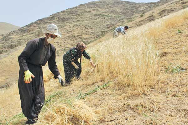 تجلیل از 12 کشاورز پیشرو در شهرستان سردشت