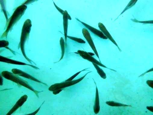 تکثیر و واگذاری 700 هزار قطعه بچه ماهی از گونه کپور چینی نسل F1 به بخش خصوصی