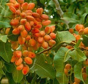 استقبال کشاورزان فسا از کشت محصولات مقاوم به کم آبی