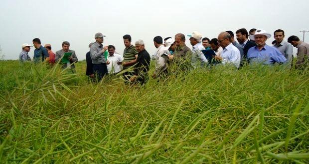 برگزاری کارگاه آموزشی کشت نشایی محصولات زراعی در گلستان