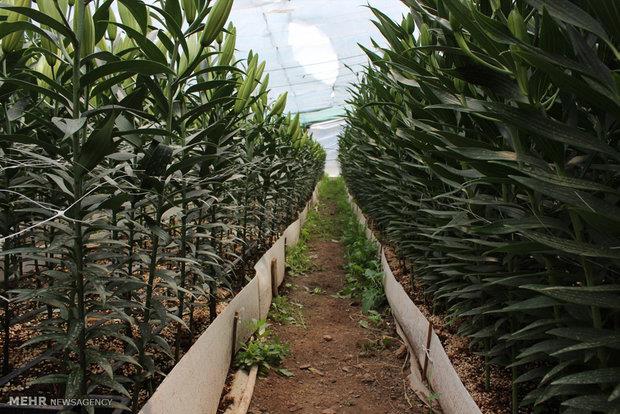 پرداخت یک هفتهای تسهیلات به کشاورزان