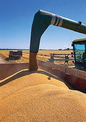 کاهش چشمگیر نرخ گندم به علت تکمیل موجودی سیلوهای فرانسه