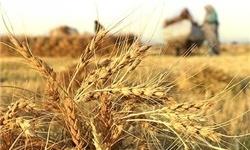 خرید 18 هزار تن گندم تضمینی در شهرستان تاکستان