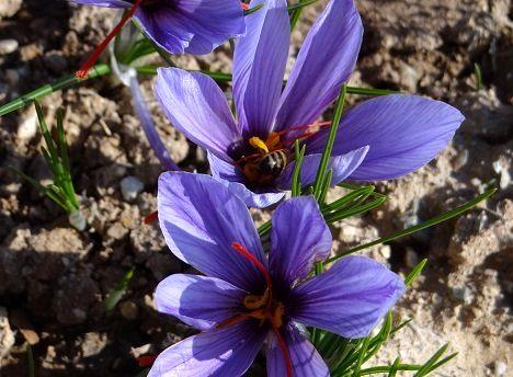 برداشت 55 کیلوگرم زعفران از اراضی ماهنشان