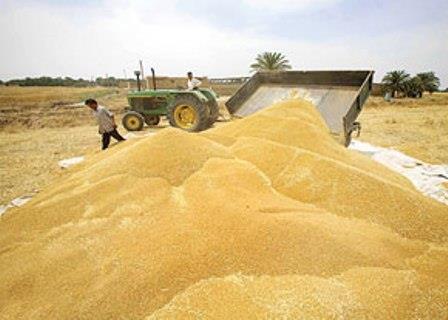 بیش از 74 هزار تن گندم تحویل سیلوهای سیستان و بلوچستان شده است