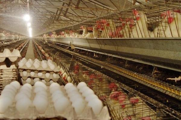 ضرر تولید کنندگان از بازار مرغ/ قیمت‌ها به صرفه نیست