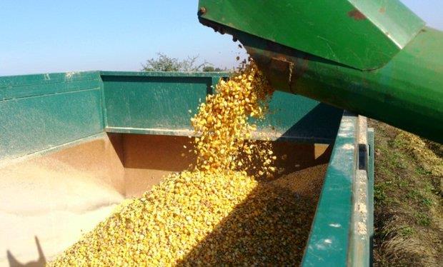 جهادکشاورزی مطالبات ۱۳۱ ذرت کار را پرداخت کرد