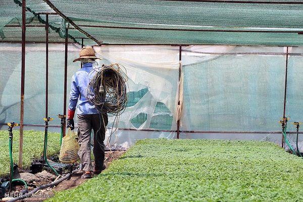 هشدارهای هواشناسی کشاورزی برای هوشیاری بهره برداران مقابل آفات و بلایای طبیعی