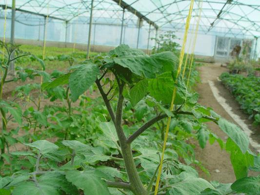 167دستاورد تحقیقات کشاورزی تاکنون تجاری سازی شده است