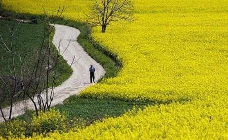 کلزا بکاریم تا گندم برداشت کنیم