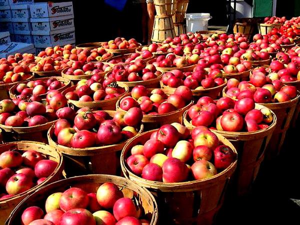 افزایش ۱۰ درصدی صادرات سیب با اجرای سیاست بازار در ازای بازار