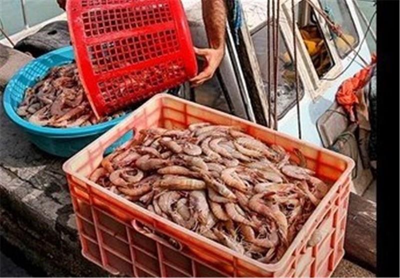 آزاد شدن صید میگوی سفید در خوزستان