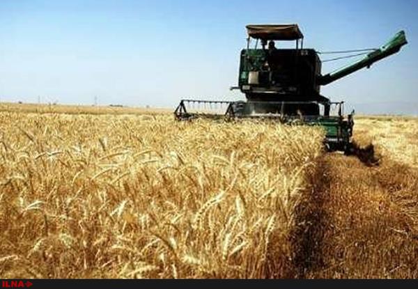 خرید تضمینی با قیمت مناسب، تولید گندم را افزایش داد/ توسعه آبیاری تحت فشار مد نظر است