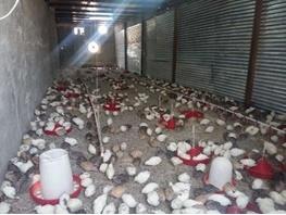 افتتاح 2 واحد مرغداری و پرورش بلدرچین در گتوند