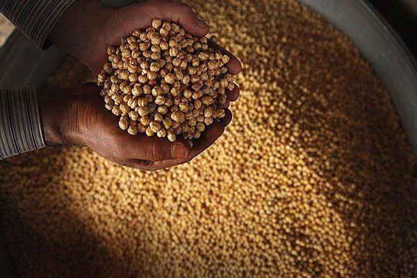 نخود «سارال»؛ ناجی کشاورزی کردستان در شرایط کم آبی