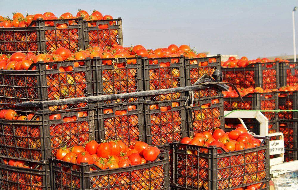 صادرات گوجه‌فرنگی ایرانی به ثمن بخس در دبی/ رقابت تجار تازه‌ورود، بازار ایران را در دبی به مخاطره انداخت