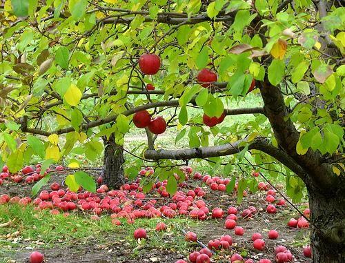 نرم‌افزار تخصصی تغذیه محصولات باغبانی طراحی گردید/ متعادل نبودن عناصر غذایی، مانع صادرات سیب قرمز