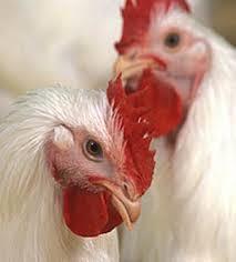 روند کاهشی قیمت مرغ و تخم مرغ در بازار