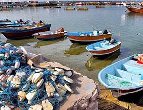 رشد 263 درصدی عملکرد شیلات هرمزگان