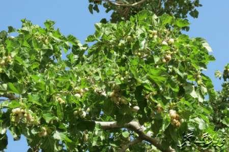 توت کاری در زمین های کم بازده مازندران اجراء می شود