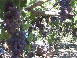 برداشت 1.5 تن انگور از 4 بوته