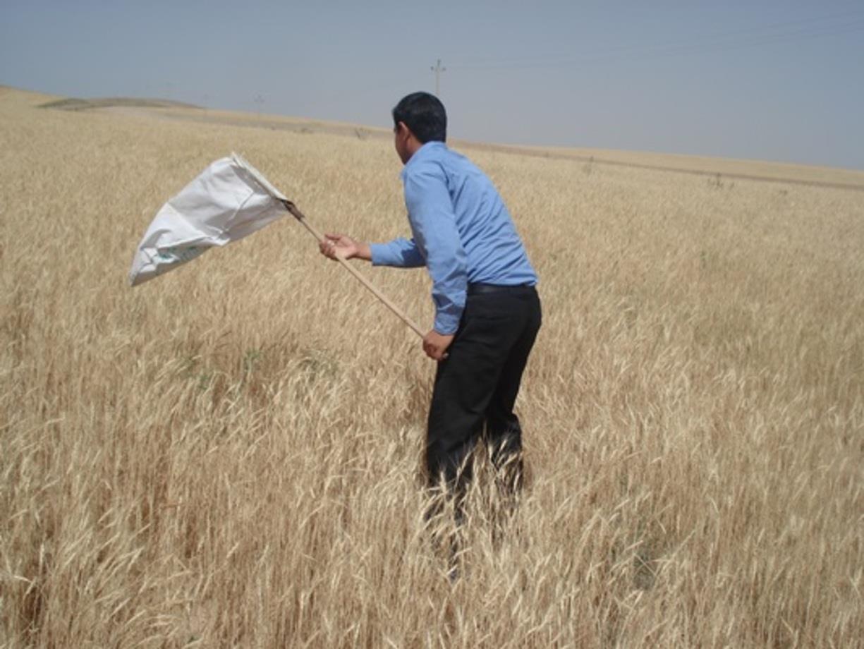 مبارزه ضربتی با سن گندم در ماهنشان +تصاویر