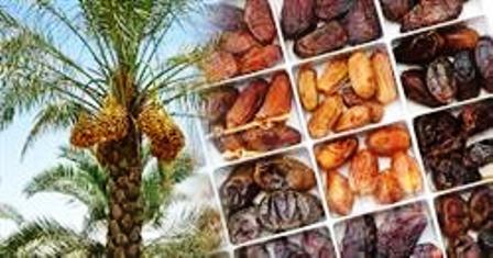 گرد و خاک و شوری خاک، کاهش 15 درصدی تولید خرمای خرمشهر را به همراه داشت