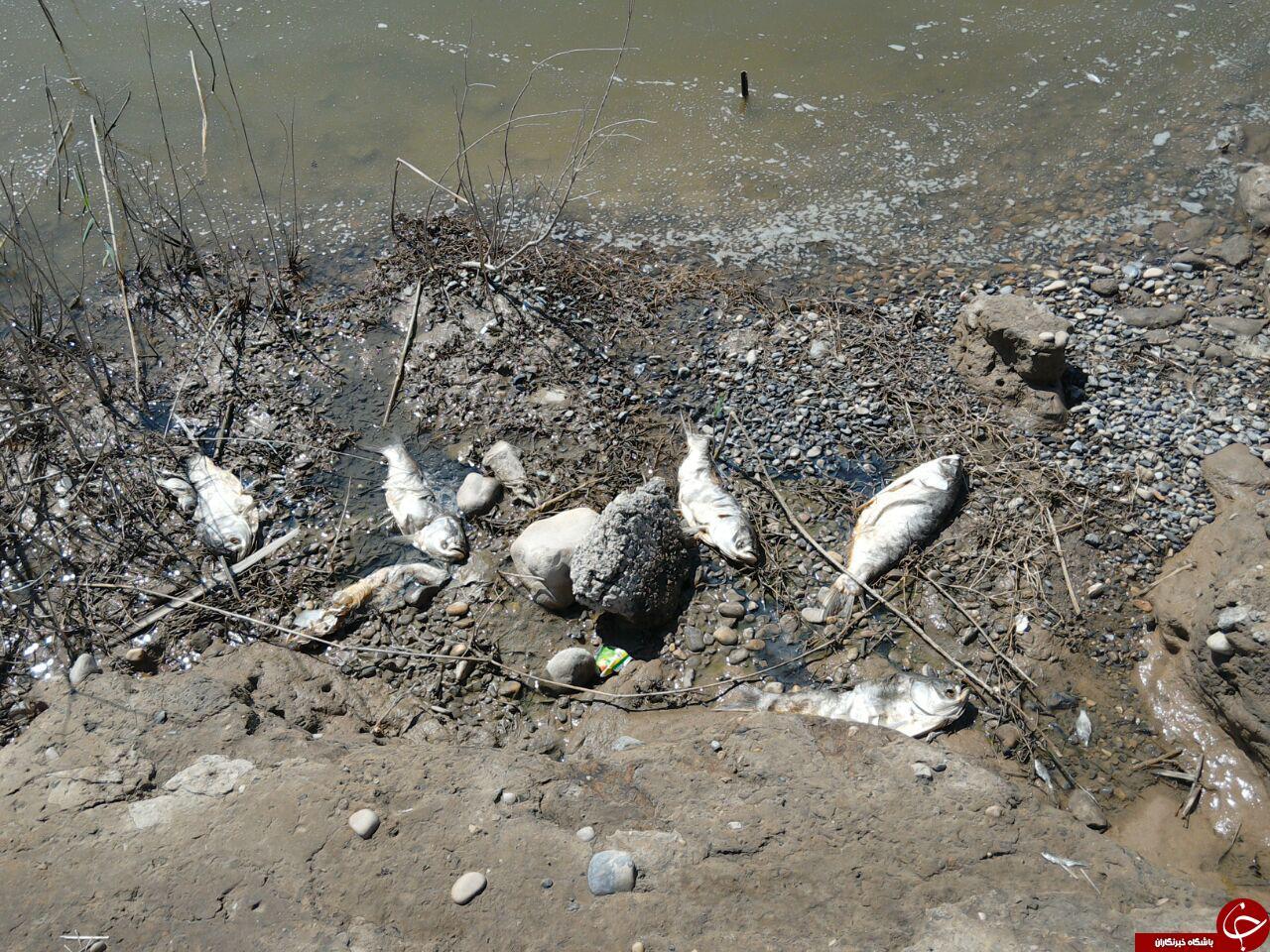 مرگ ماهیان به علت برداشت بیرویه آب+عکس