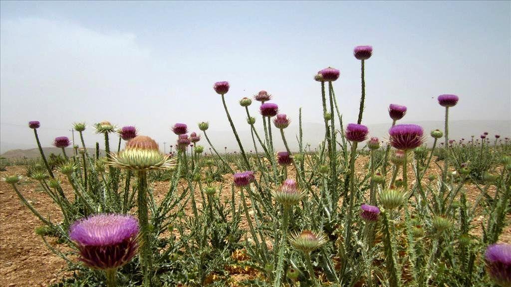 کشت رقم ایرانی گیاه مارتیغال برای نخستین بار در استان چهارمحال و بختیاری