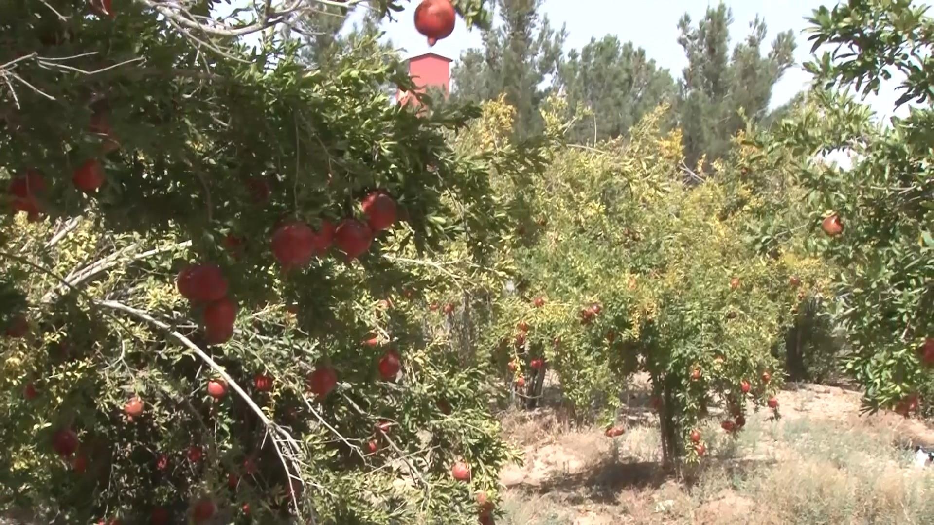 اعطای کود‌های یارانه‌ای به باغداران