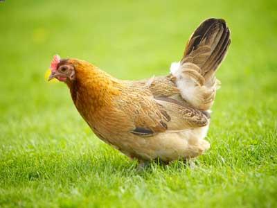 نرخ مرغ در آستانه ۹ هزار تومان