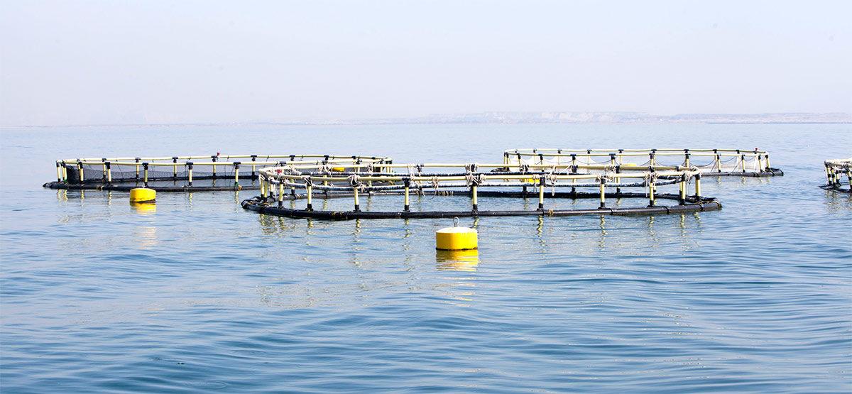 اجرای طرح 3000 تنی پرورش ماهی در قفس با پرداخت 690 میلیارد ریال تسهیلات بانک کشاورزی هرمزگان