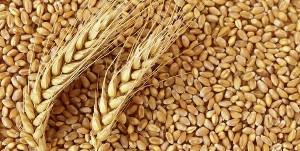 قیمت گندم صنعتی در سال ۱۴۰۱