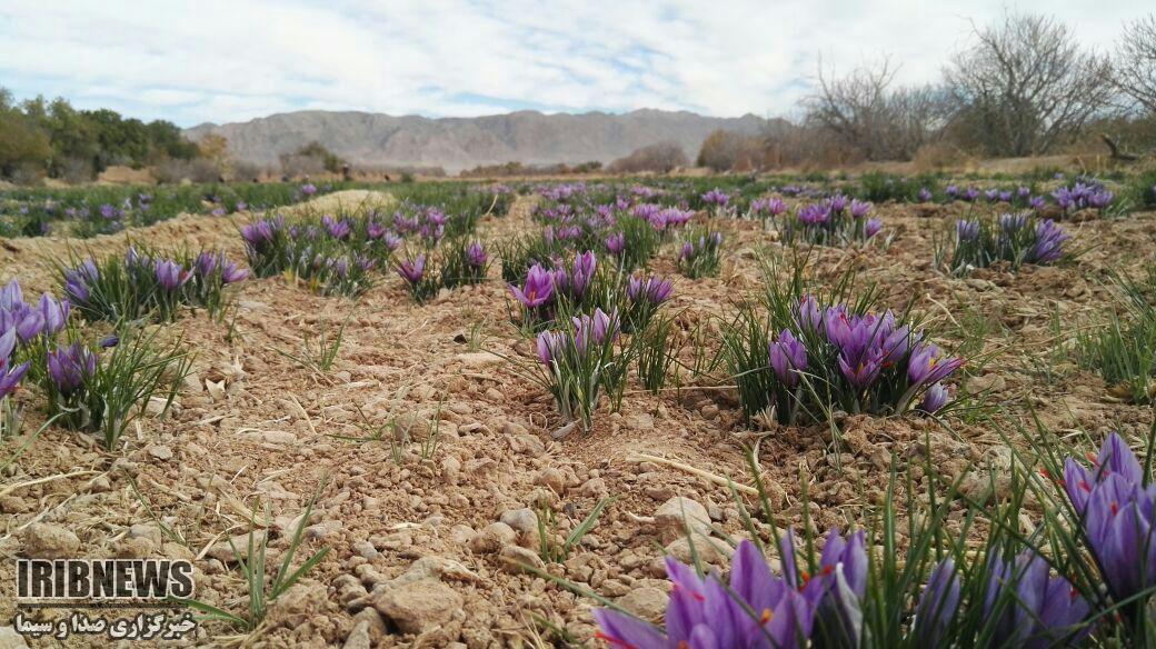 کشت ۲۰ هکتاری زعفران در آباده