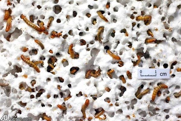 بازیافت زبالههای پلاستیکی با کرم پلاستیکخوار