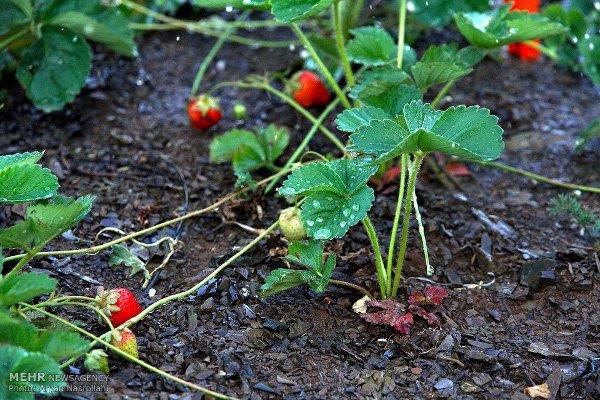 قیمت کود در ۲ سال ۷ برابر شد