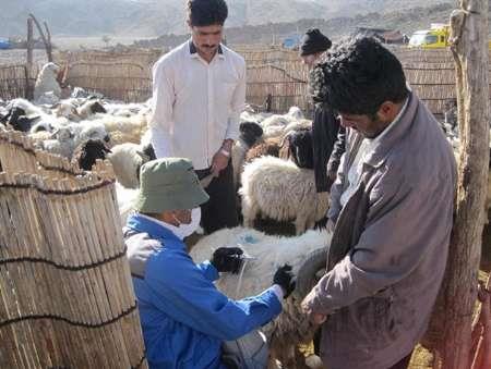 50 هزار راس دام سبک از لرستان به عمان صادر شد