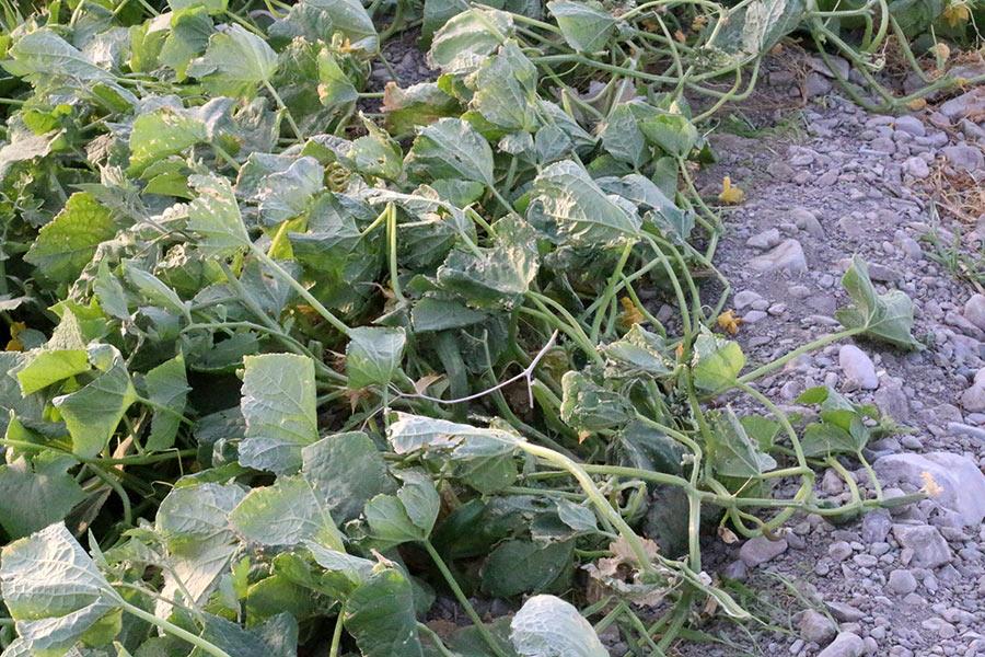 خسارت گرد و غبار به مزارع کشاورزی هرمزگان