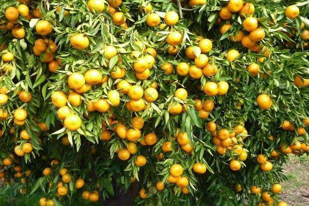 انتقاد از بی‌برنامگی وزارت جهاد در جبران خسارت سرمازدگی