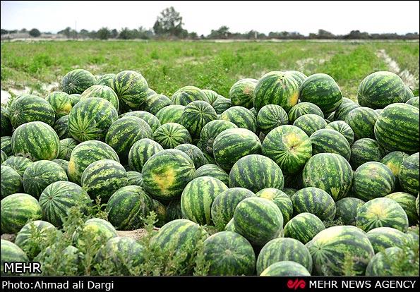 ورود خونآبههای کشتارگاه به زمین کشاورزی!