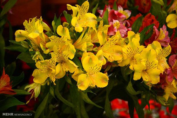 نمایشگاه بین المللی گل و گیاه در شیراز برگزار می شود