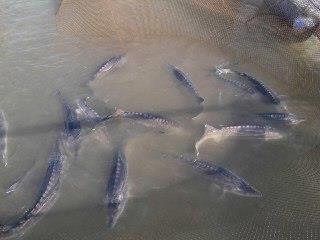 اجرای طرح بین المللی شیلات در گیلان