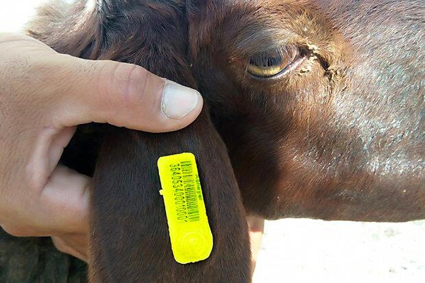 پلاک کوبی دو میلیون و ۷۸۰ هزار راس دام در استان همدان