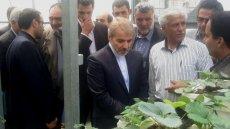 بازدید معاون رییس جمهوری و حجتی از سامانه کشت هیدروپونیک توت فرنگی