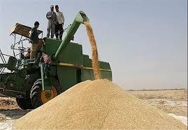ایران درتولید گندم خودکفاشد